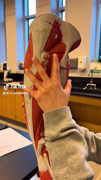 Exploring Leg Nerves in Anatomy Model