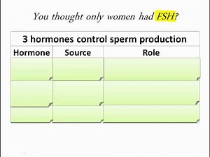 Spermatogenesis (IB Biology)