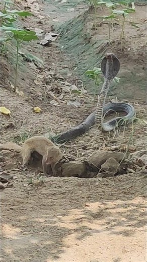 The Mongoose and Cobra Snake Face Off #mongoose #cobrasnake #wildliferescue #nature #animals