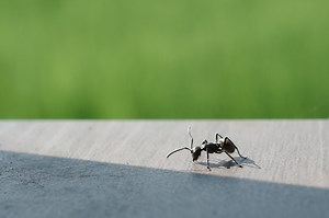Comment éloigner les fourmis : 9 astuces efficaces