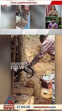അവസാനം അവനും വന്നു... കണ്ണൂര്‍ കണ്ണവത്ത് വിറകുപുരയില്‍ നിന്ന് രാജവെമ്പാലയെ പിടികൂടി
