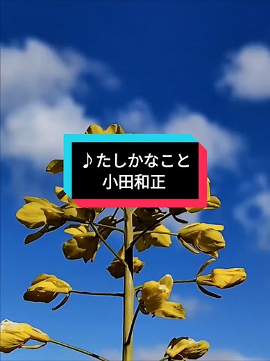 #小田和正 『たしかなこと』懐かしい曲 優しく綺麗な歌声に癒されます💓🎵「明治安田生命」CMソング ﾄﾞﾗﾏ「星野仙一物語～亡き妻へ贈る言葉～」主題歌 #歌詞にお花と風景で表現🌹🌿 #flower🌹🌿music🎵歌詞に花合わせ 🌹🌿