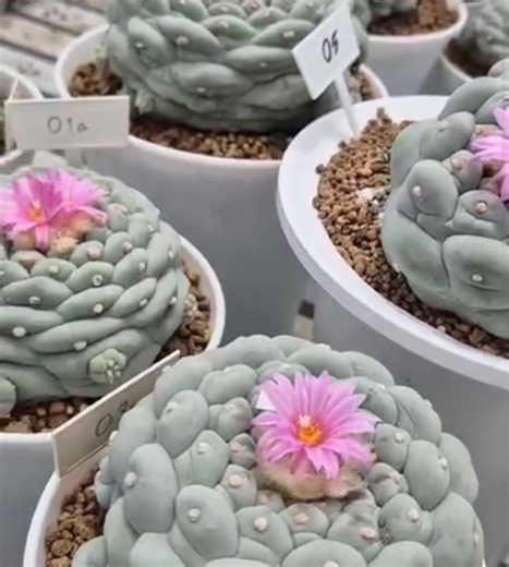 Peyote Cactus: Nature's Unique Resilient Miracle