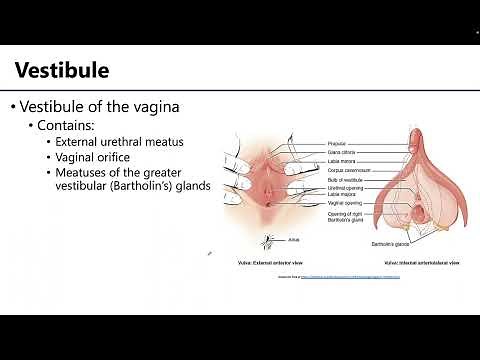 Vulva - Learning Objectives
