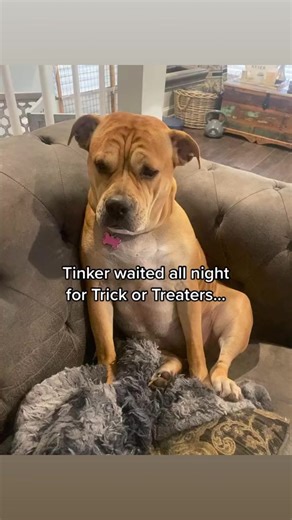 2.2M views · 65K reactions | A sad Tinker story #halloween...
