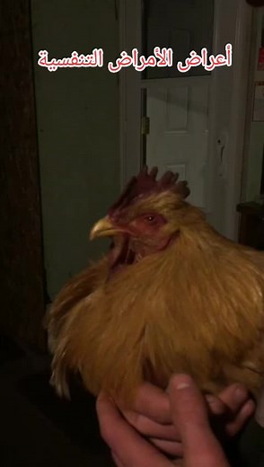 Vidéos de AL-BADR VET 🩺🐾 (@al.badr.vet) avec son original - AL-BADR VET 🩺🐾