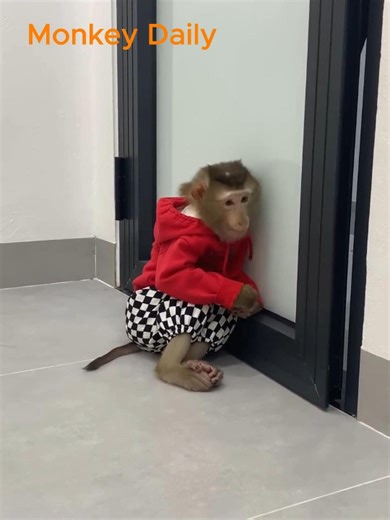 Monkey Lyly's gone upset