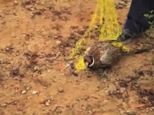 Catch a Bird With Net Gun