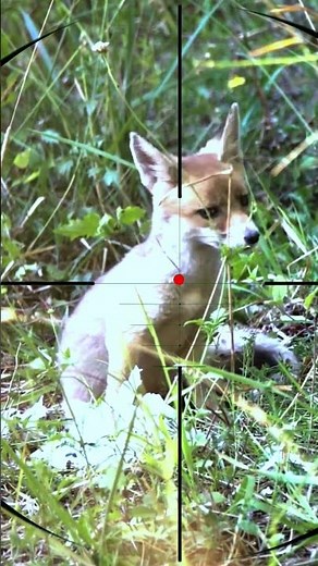 Fox Hunting | Caccia alla volpe | Chasse au renard