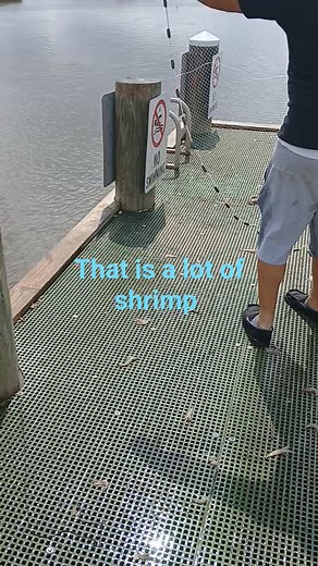 1.3K views · 930 reactions | This is a lot of shrimp with the cast net. #Louisiana #castnetting #castnet #saltwatersabtv #CastNetFishing #shrimp | Lance Billiot | Facebook