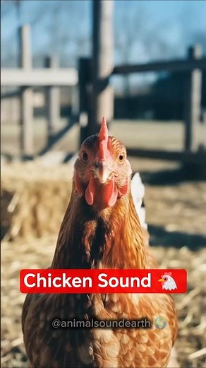 Chicken Loud Clucking Sound (1999-2024)
