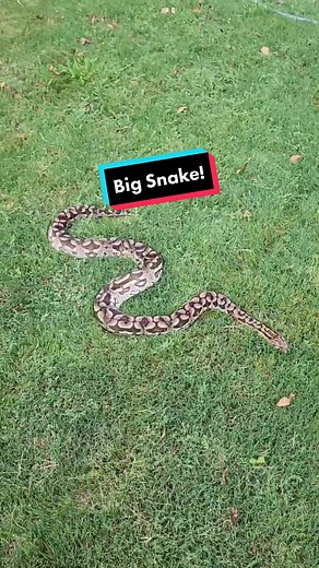 Geeky Gecko Creations on TikTok