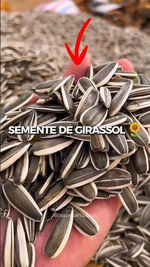 De onde vem a semente de girassol? 🌻 Você nunca viu assim!