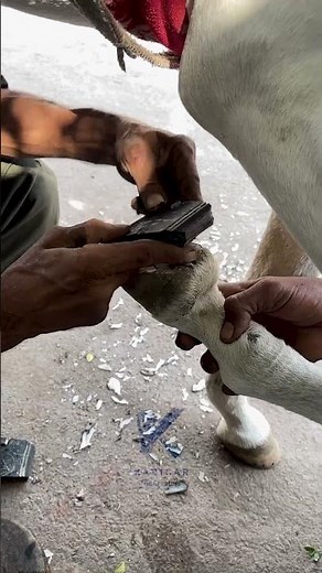 How Horseshoes Are Fitted | Farrier Process