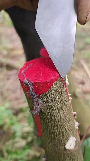 Tree Trunk Cutting Technique Revealed