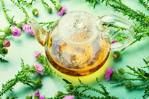 Chardon-Marie : LA plante du foie, bienfaits, quelle posologie ?