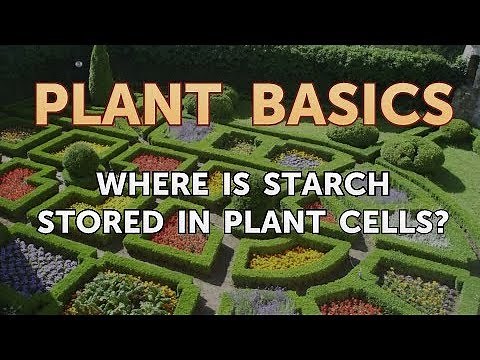 Where Is Starch Stored in Plant Cells?