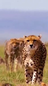 Leopard - the king of speed, power shown in every step | Nature Of Worlds