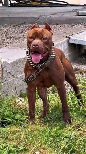 Hatiyar 😍Pitbull VS Rottweiler 🥹 #dogshorts​#pitbull​#pigeonshorts​ #americanbully​#dog​#rottweiler​