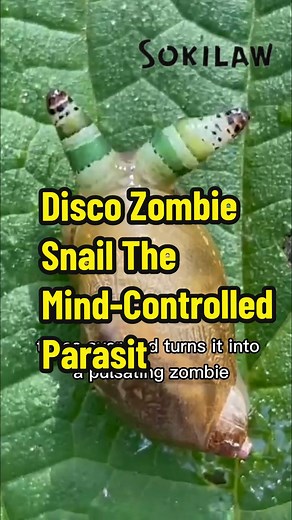 Disco Zombie Snail: Mind-Controlled Parasite Revealed