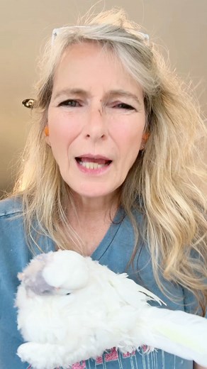 34K views · 939 reactions | Why does your bird have no feathers? 襁 | Lucky Lou and Coco Too | Facebook