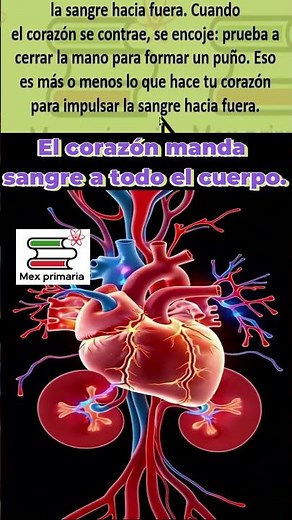 How the heart sends blood to your entire body (easy explanation), #Heart, #BloodJourney
