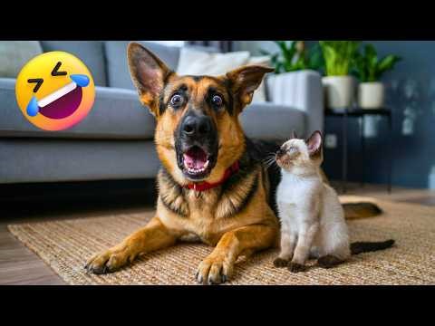 German Shepherd Attacked by Cute Tiny Kitten | Funny Animals 2026 | Funny Compilation Dogs and cats