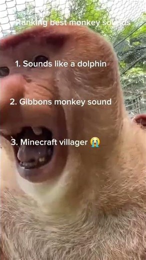 Ranking the best monkey sounds #memes #funny