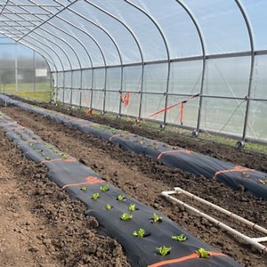 [Hot Item] Mulching Biodegradable Agricultural Plastic Mulch Film Garden Polyethylene Plastic Rolls White Mulch Film for Agriculture