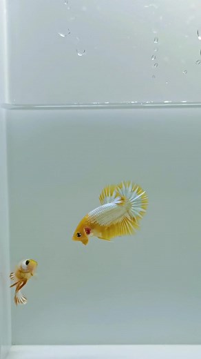 PASANGAN YELLOW FANCY COPPER #sansbettacirebon #betta #bettafish #bettafishindonesia #bettafishworld #yellowfancy copper #yellowbase #yellowbasemulticolour #allaboutbettafish #bettaeurope #bettamexico #bettathailand #bettainternational #bettabrazil #bettaamerica