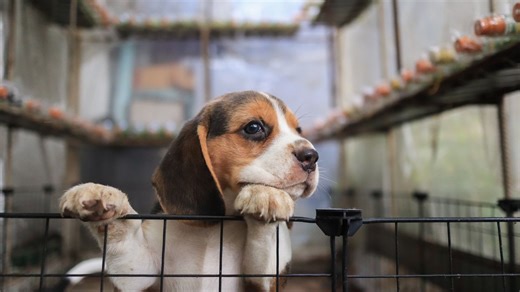 El escándalo de los crueles experimentos en cachorros de raza beagle realizados por el doctor Fauci