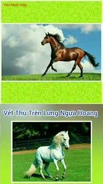 Vết Thù Trên Lưng Ngựa Hoang.