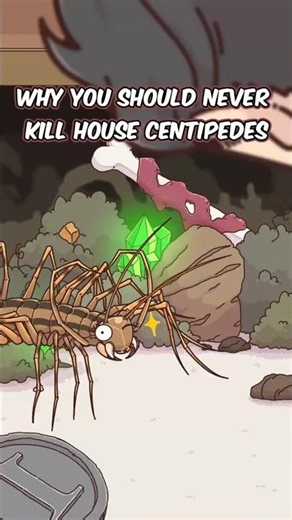 Why You Should Never Kill House Centipedes