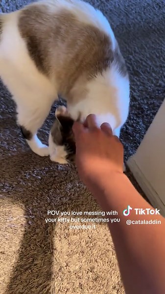 Fun Ways to Play with Your Cat