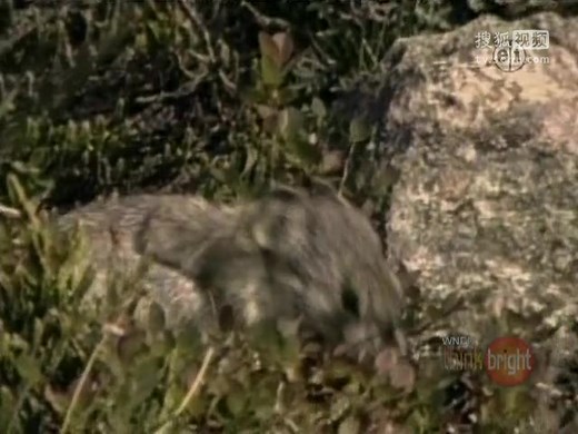 Zoboomafoo - Climbing