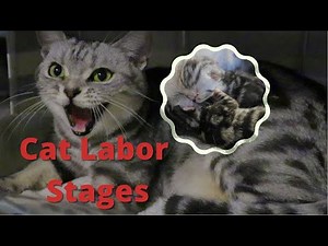 How to help pregnant Cat giving birth I Cat labor| Cat giving birth for the first time