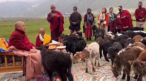 10K views · 624 reactions | May we all live in peace and harmony with our fellow sentient beings ❤️❤️ Courtesy My Dairy JYT ❤️ | Bhutan - Happiness is a place | Facebook
