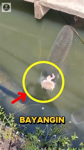 MENEGANGKAN! Buaya Jadi Sasaran Ikan Berbahaya! #shorts #menegangkan #wildlife #aligator #faktahewan