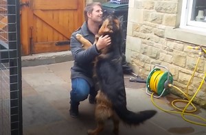305K views · 1K reactions | Watch this dog (and a few others) react with total happiness! The German Shepherd hadn't seen his owner in months! | Rumble | Facebook