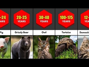 Comparison: Animals with the Longest and Shortest Lifespans