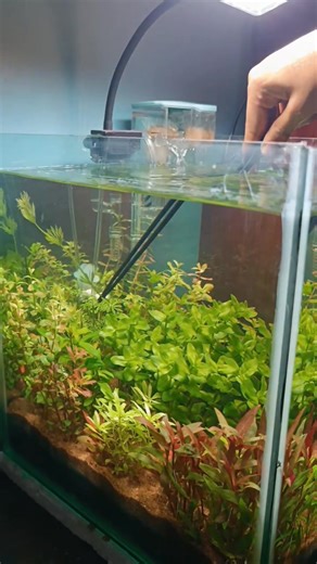 Weekly tank maintenance | Dr. Aqua