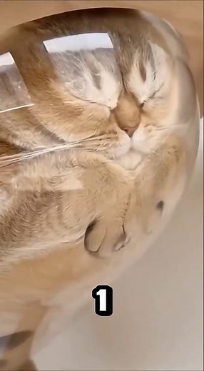 Top 5 Fattest Cats Ever Caught on Camera 😱🐱 #shorts