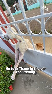 Why does he look sort of pleased with the situation he got himself in?! 🤣🤣 (Via - Maria P.) #Dogs #Fails #DogLife | The Pet Collective