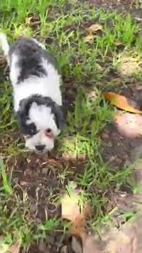 Video of adoptable pet named Caylee