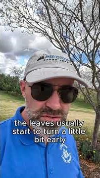 Why You Should Plant a Serviceberry Tree #Serviceberry #TreeRecommendation #CertifiedArborist