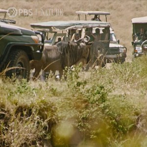 Witness the largest mass migration on the planet, fueled by more than one million wildebeest in East Africa. "Running with the Beest" is now streaming. | Nature | PBS