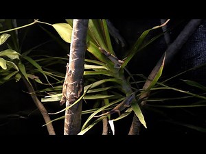 Reptile Garden Tour! Free Roam Territorial Reptiles | Anoles Are The Most Interesting Lizards Bro