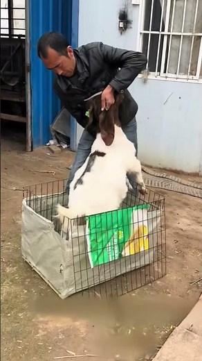 How to Safely Transport a Sheep in a Box