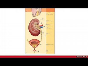 BIO 211 Lecture Chapter 24 Urinary System Part 1