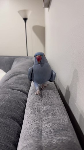 Talking Parrot Video: Funny Indian Ringneck Parrot Keeps Saying